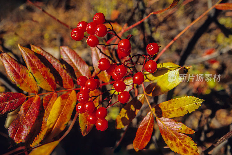 Sorbus scopulina，也被称为Greene's mountain-ash，是一种原产于北美西部，主要分布在落基山脉的龙头花。大提顿国家公园，怀俄明州。